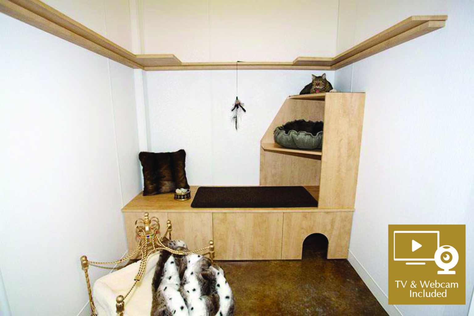 Cat Boarding The Pawington