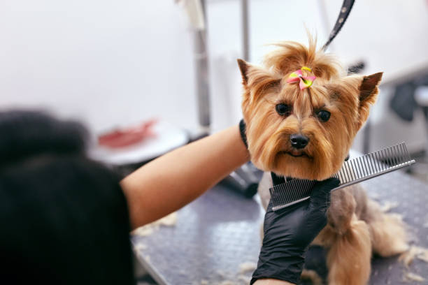 Grooming Dog. Pet Groomer Brushing Dog's Hair With Comb At Animal Beauty Spa Salon. High Resolution